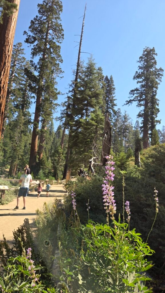 Mariposa Grove Yosemite